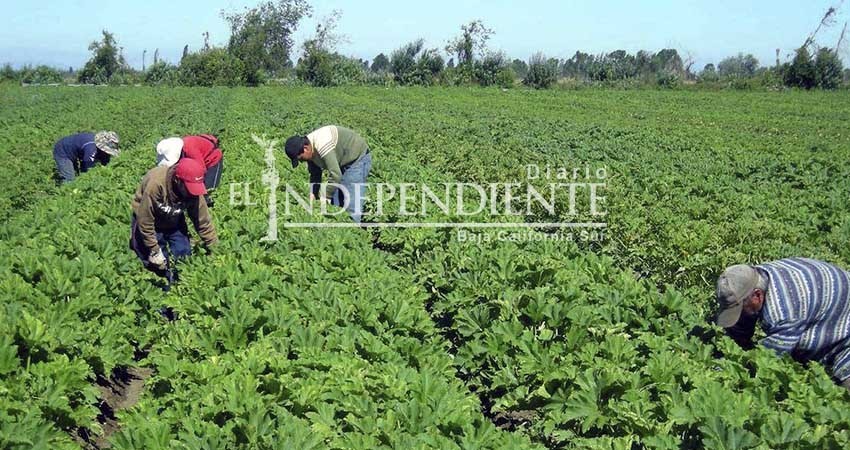En cuatro años se incrementaron a 5 mil el número de afiliados en campos agrícolas de BCS: IMSS