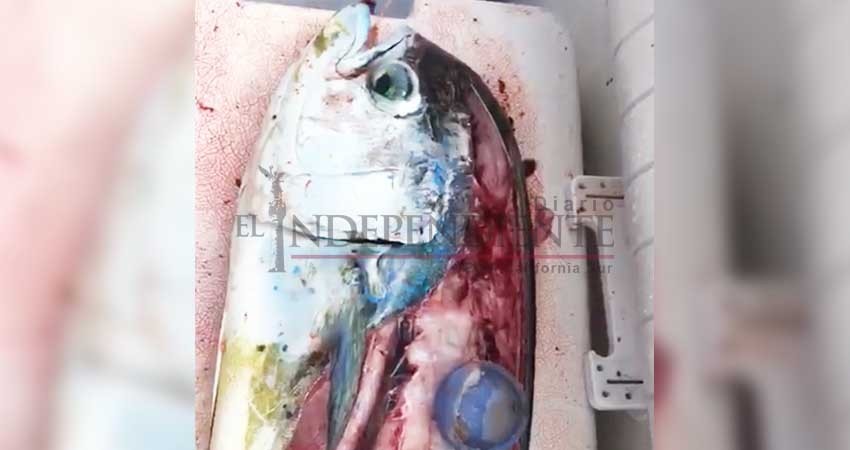 Preocupado sector de pesca deportiva por la contaminación en los mares