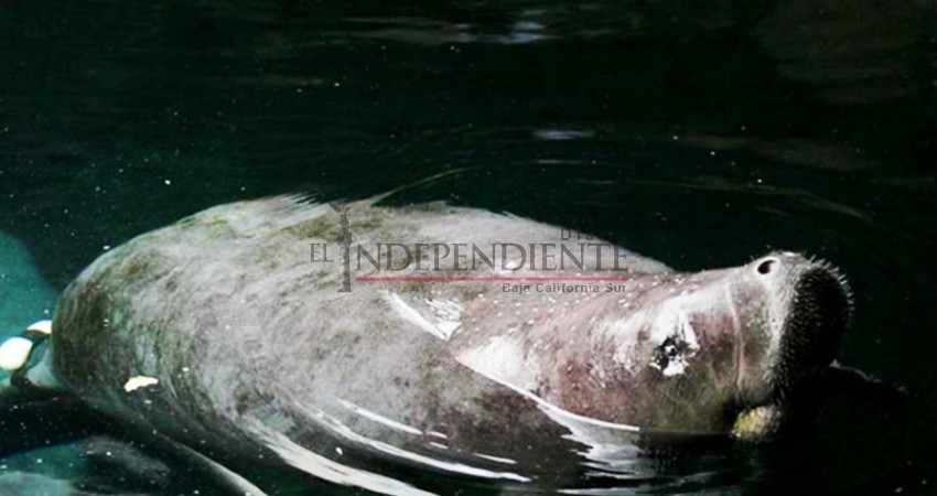 Insiste Profepa en que no hay metales pesados fuera de norma en hábitat de manatíes