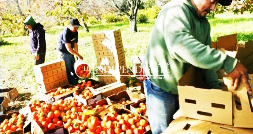 Al menos 40% de hectáreas de producción agrícola se tienen ocupadas en BCS: Sagarpa