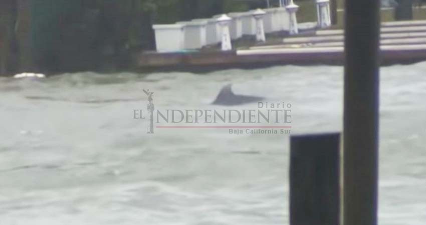 Graban a delfines nadando en calles inundadas por 'Florence'