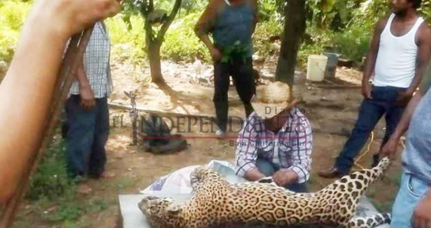 Cazan a jaguar en Veracruz y presumen las fotos en redes