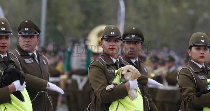 Así fue el desfile militar de cachorros en Chile