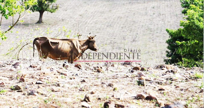 Antes de lluvias ya había registro de mortandad en ganado: Unión Ganadera
