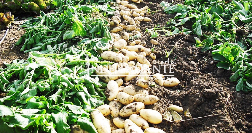 El único productor de papa en BCS es Comondú: Sagarpa