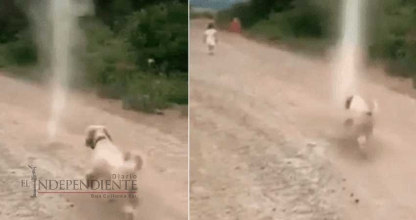 Perrito se acerca a remolino de arena y esto sucedió