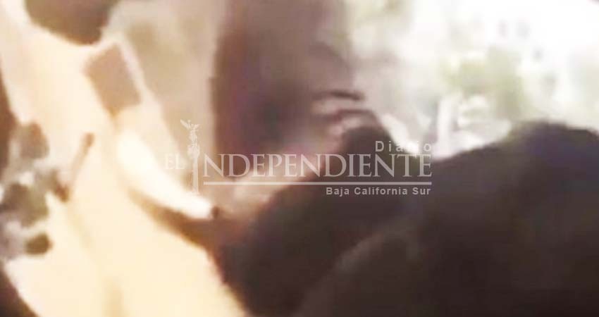 Furioso elefante ataca el coche de unos turistas en Sudáfrica