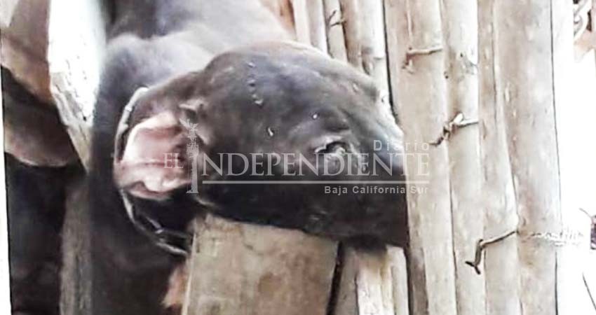Con dificultades, presentan 1er denuncia por maltrato animal  en Los Cabos