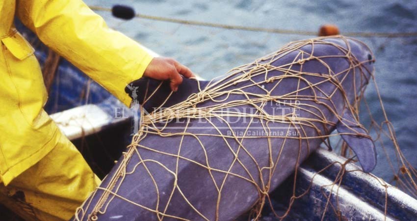 “Preocupa posible declaratoria de extinción de la vaquita marina”: Elorriaga Verplanckten