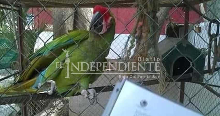De no creerse: Se roban Guacamaya de restaurante en CSL
