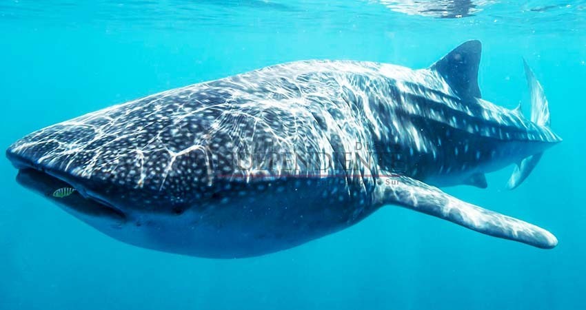 Reconoce Semarnat tardanza de permisos para avistamiento del tiburón ballena