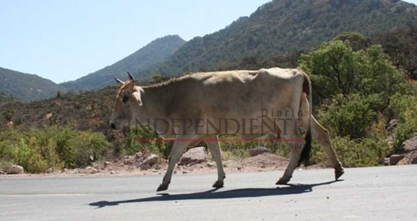 Se dará seguimiento al tema de abigeato, señala director de Desarrollo Rural