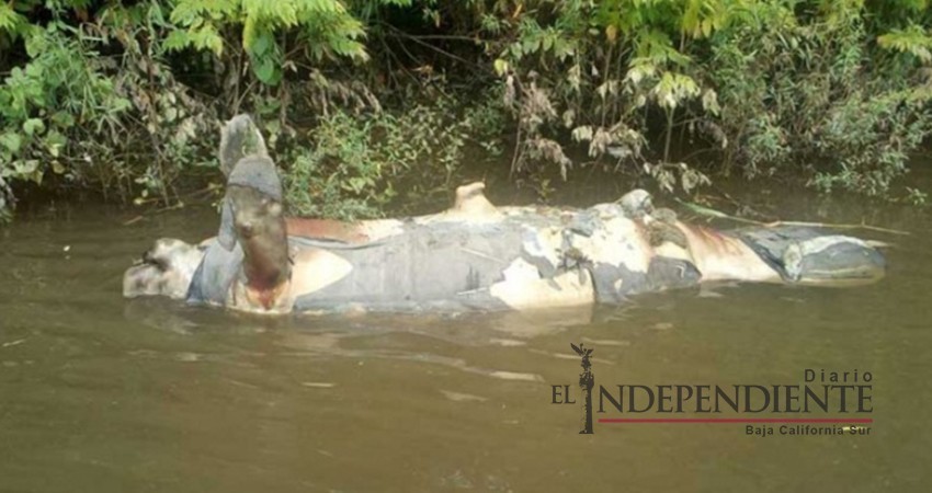 Reportan muerte de manatí número 78 en Tabasco