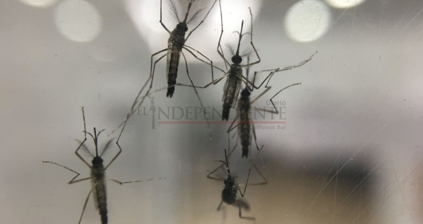 A finales de octubre liberarán mosquito con Wolbachia en BCS