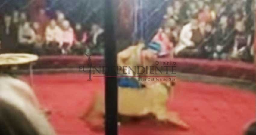 Leona ataca a niña durante espectáculo de circo en Rusia