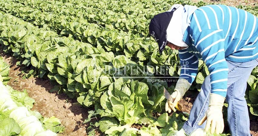 Por trata de personas en campos agrícolas CEDH ofrecerá foro en noviembre