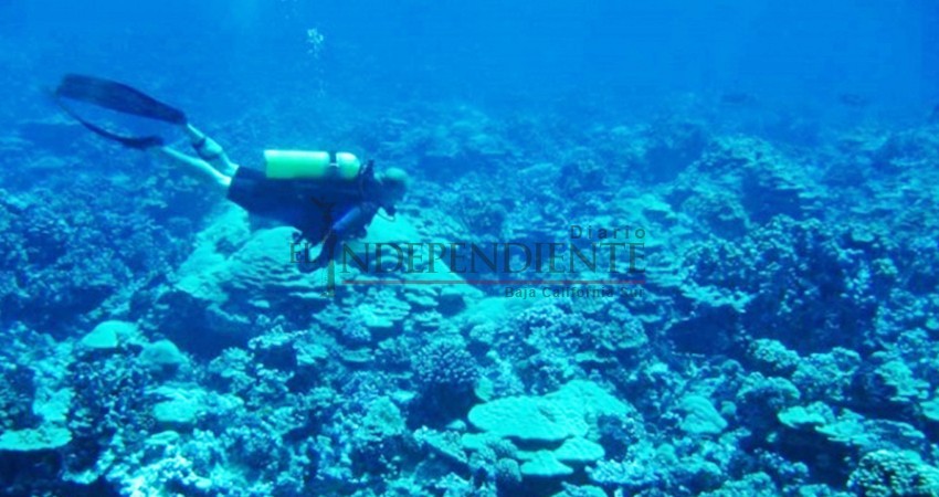 Descubren nueva anémona de mar en Baja California Sur