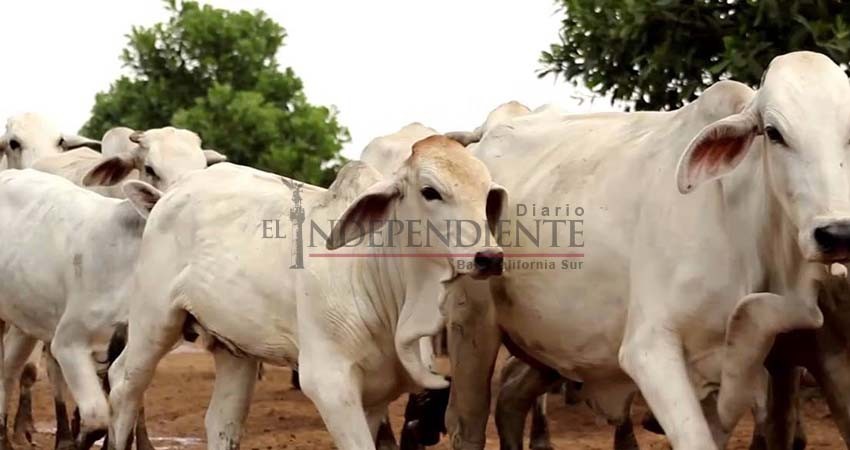 Certifican a BCS como zona libre de ganado con brucelosis 