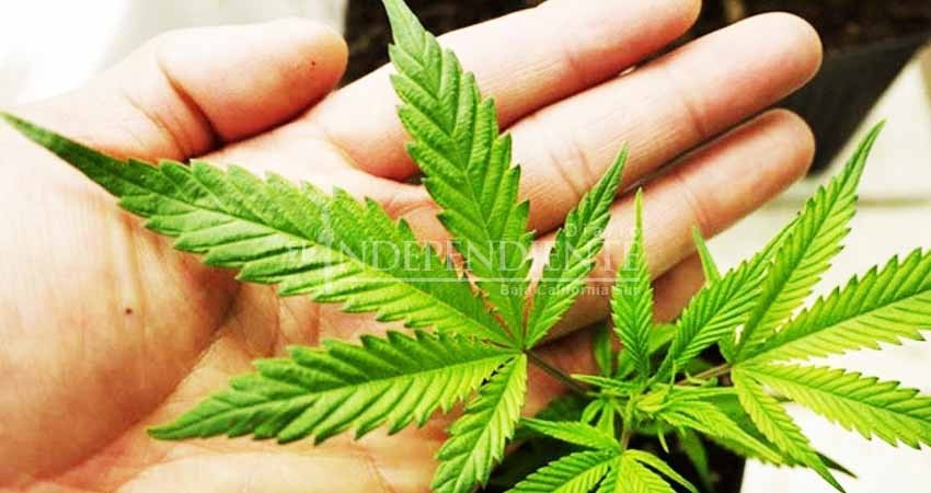 Legalización de la marihuana no es la solución: Álvaro de la Peña