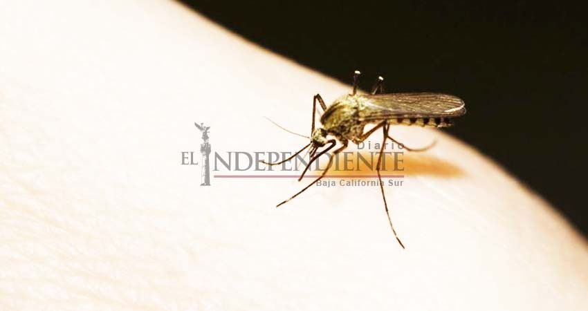 Piden colaboración ciudadana para evitar la propagación de dengue Sika y chikungunya