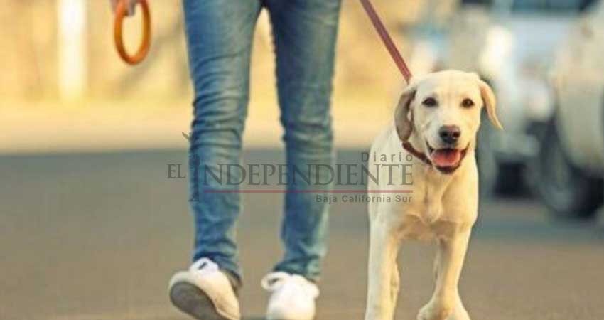 Presentarán propuesta de Ley para controlar y sancionar paseo de mascotas
