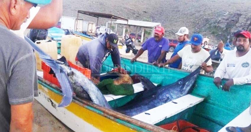 Detienen embarcación que pescaba Marlín con arpones en Todos Santos