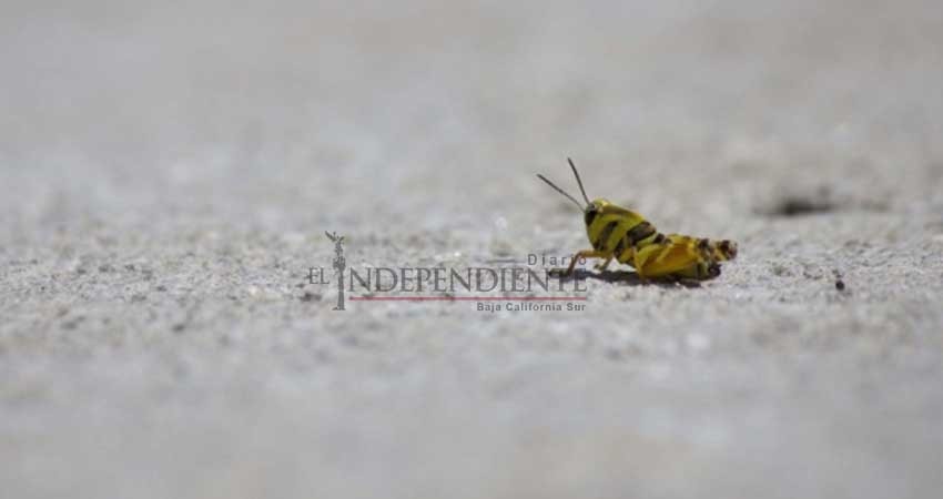 Este 'superalimento' promete combatir la desnutrición en México