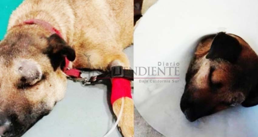Este perrito salvó a 3 niños de una serpiente y por poco muere