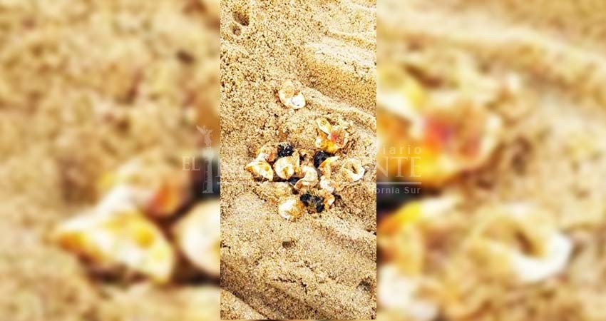 Interpone Profepa denuncia por destrucción de nido de tortuga y 18 huevos, en ANP de CSL