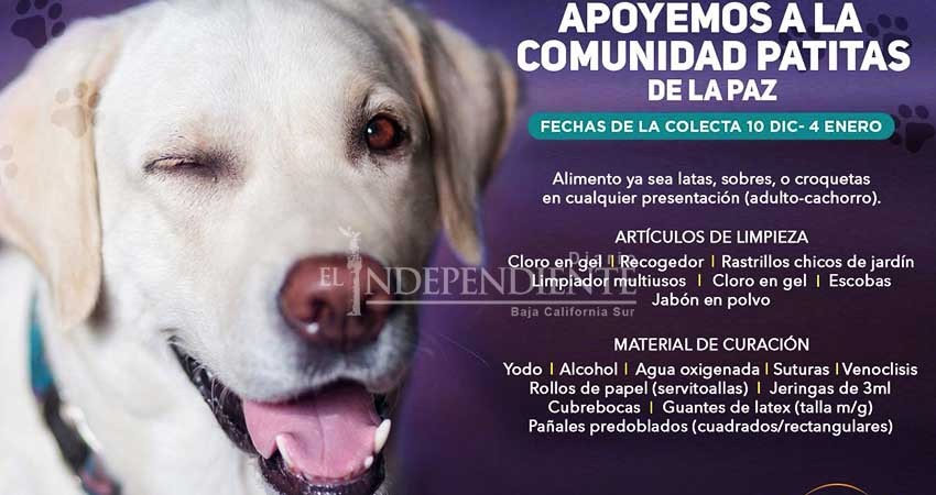 Al ritmo de rock, inician colecta de alimento para "Patitas La Paz"