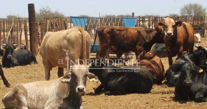 Piden ganaderos de La Paz apoyo al Ayuntamiento por el Abigeato 