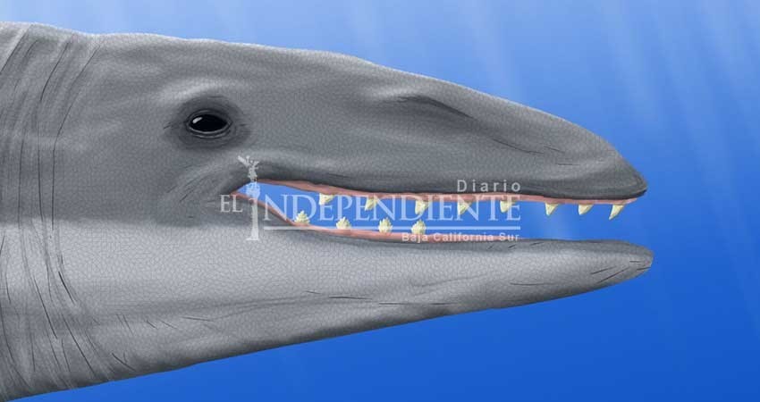 Descubren especie de ballena que habitó BCS hace 23 millones de años