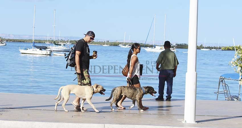 Sin problemas continua el paseo de perros en el malecón de La Paz