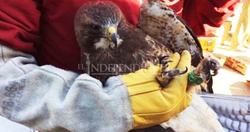 Rescata Profepa en Baja California a dos águilas heridas