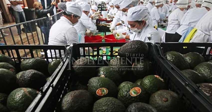 Sí habrá guacamole para el Super Bowl, afirman productores de aguacate