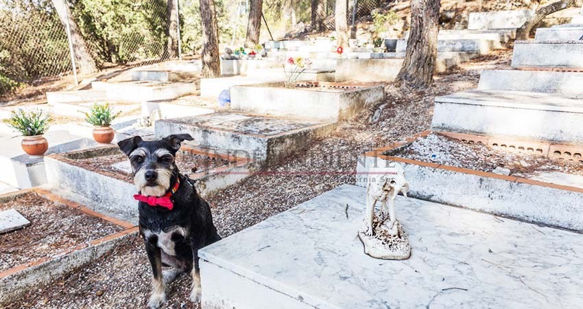Nuevo Cementerio de Mascotas en La Paz medirá 3 mil 500 metros cuadrados
