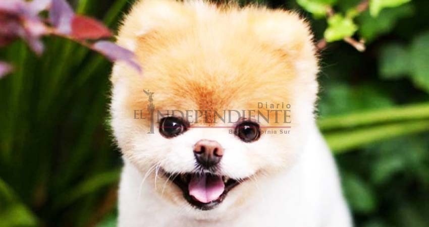 Muere 'Boo', el perro más lindo del mundo