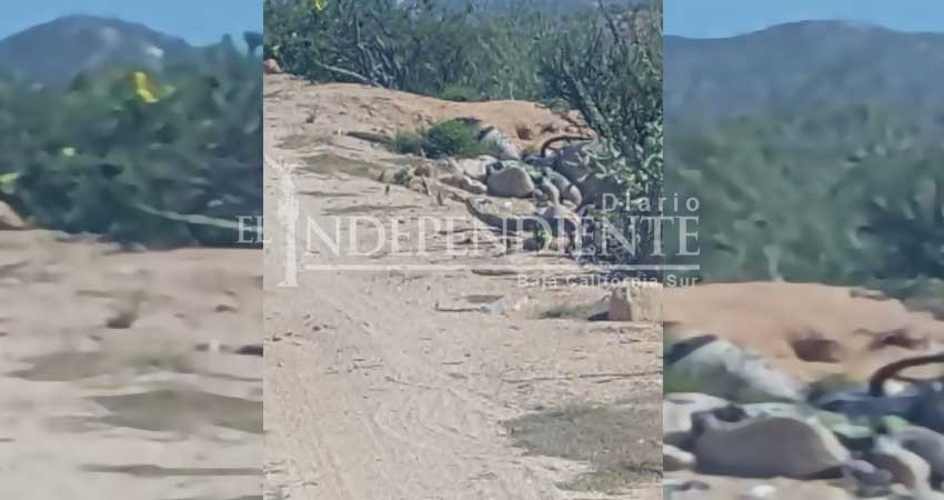 Localizan cadáver en estado de descomposición de camino a Playa el Saltito