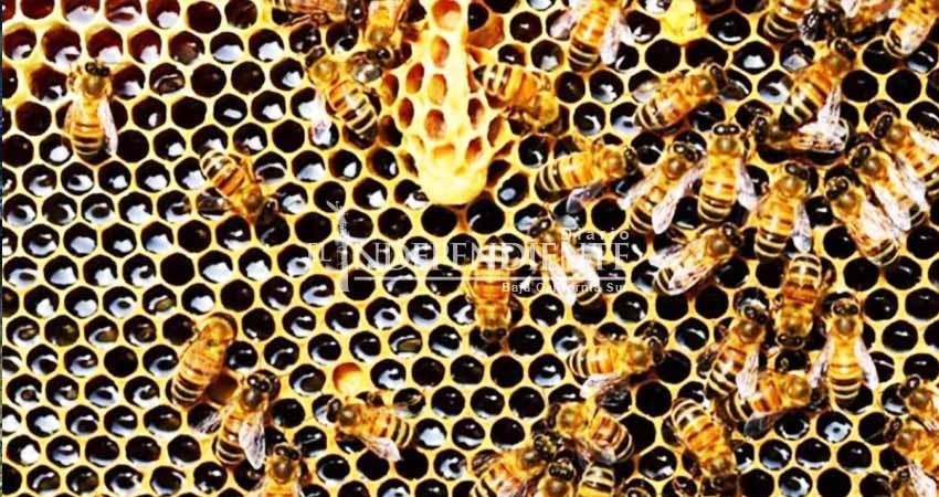 Envenenan a más de 2 millones de abejas en Colombia