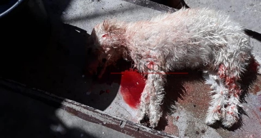 Ciudadana de La Paz denuncia asesinato de su mascota; población exige justicia