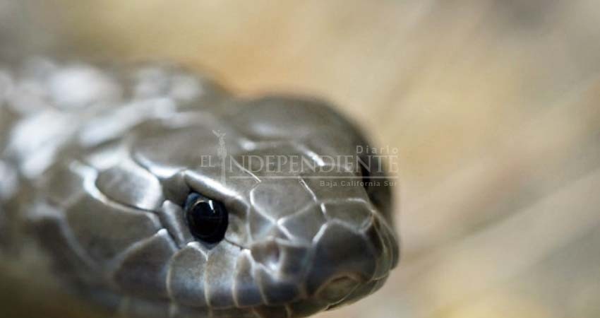 Zoológico te invita a poner el nombre de tu 'ex' a una serpiente