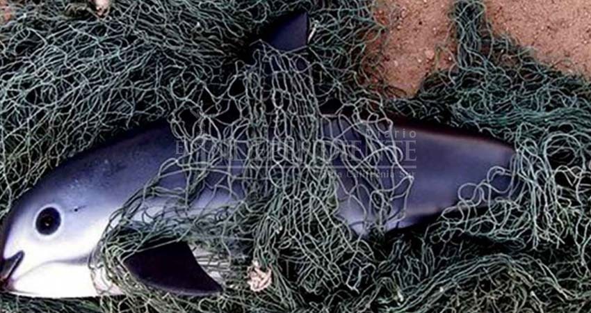 Organizaciones piden a gobierno evitar extinción de Vaquita Marina