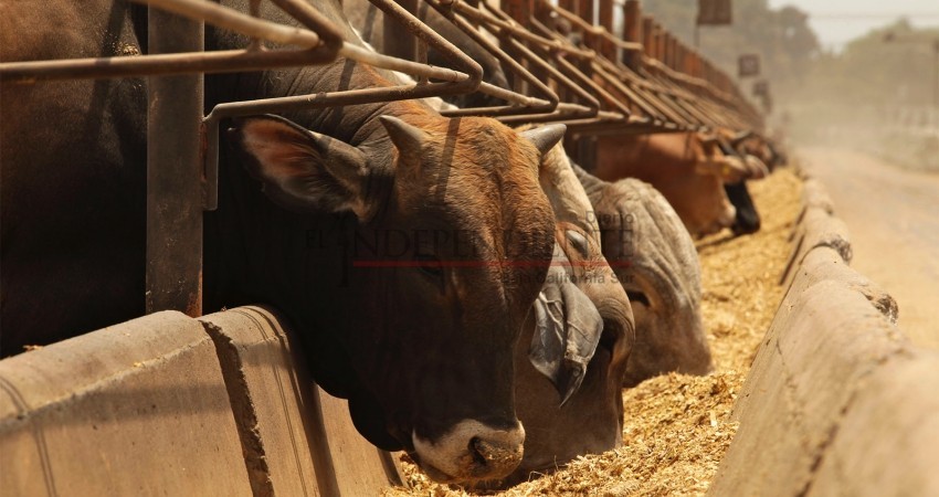 Pide Delegada Regional de Programas que ganaderos de BCS confíen en el Gobierno Federal