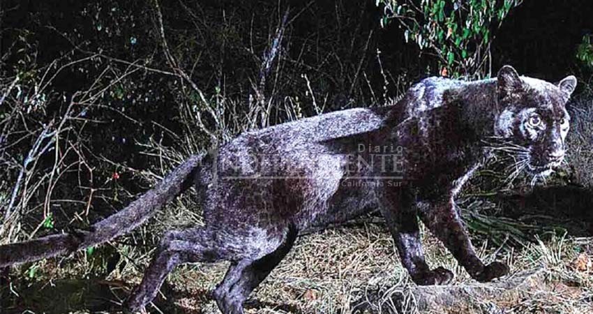 Después de un siglo, un leopardo negro es fotografiado en Kenia
