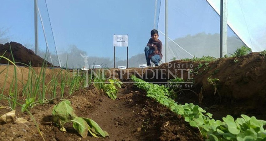 Parcela Escolar en San Antonio produce 2,500 plantas