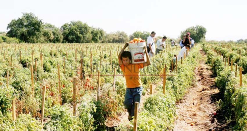 No se ha detectado trabajo infantil en campos agrícolas de BCS: STDS