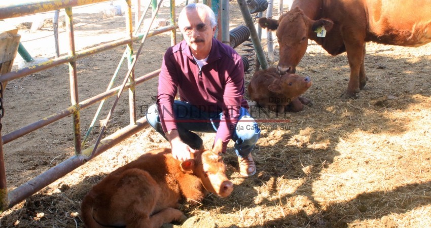 Opera UABCS programa de mejoramiento genético para bovinos cárnicos