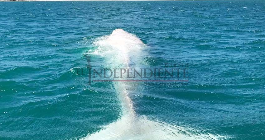 Fue captada una ballena albina en Puerto Chale