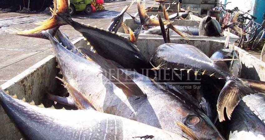 Alerta Profeco sobre marcas que ¡venden ‘soya’ por atún!