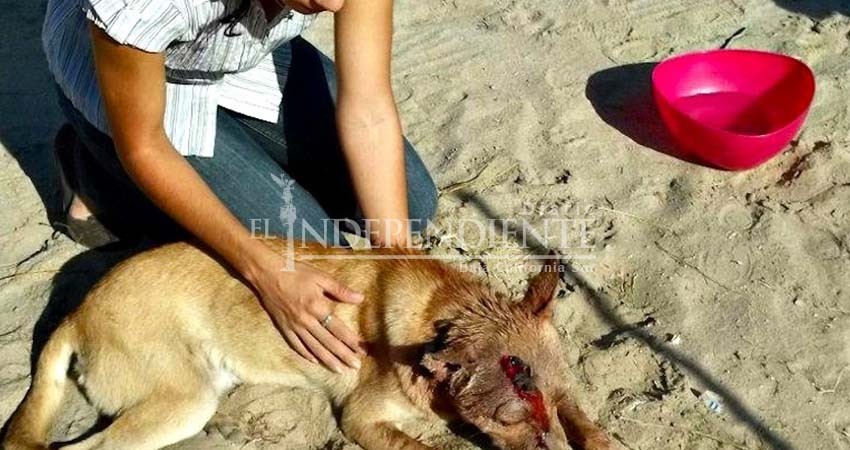 Piden a ciudadanos denunciar maltrato animal en La Paz